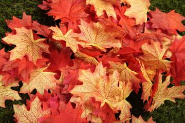 Maples leaves on grass
