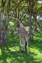 Giraffe Walking Away