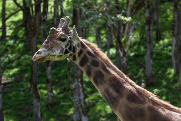Giraffe in the Sunshine