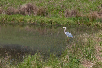 Obraz na płótnie Canvas A Great Blue Heron in a Pond