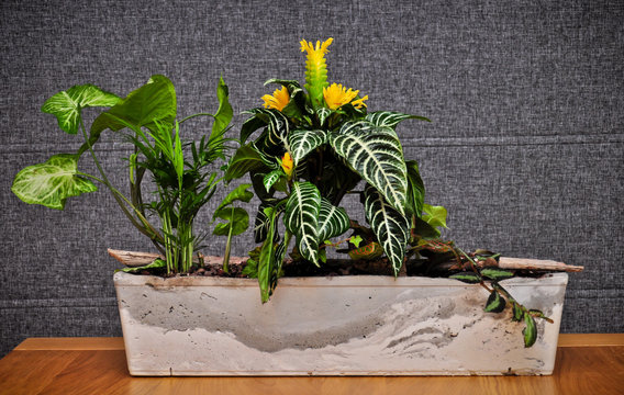 Home jungle in homade planter