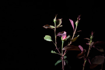 Fototapeta na wymiar Couple of pink roses isolated on black background