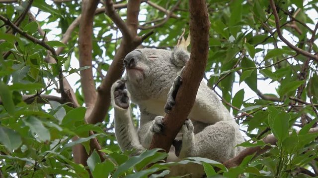 Cute Koala bear sitting on branch and scratching itself