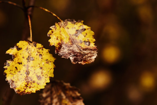 Photo of aspen leaves on a tree. Golden autumn. Warm brown and dark background.
