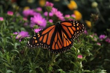 Butterflies in the fall