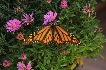 Butterflies in the fall