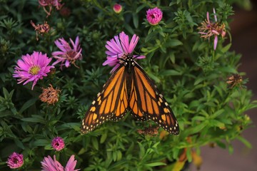 Butterflies in the fall