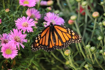 Butterflies in the fall