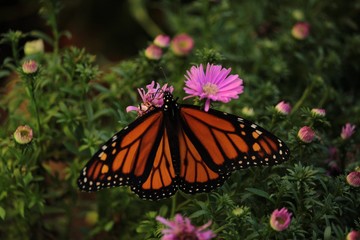 Butterflies in the fall