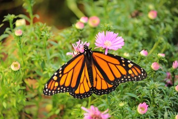 Butterflies in the fall