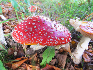 different species of mushroom scotland