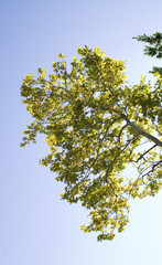 Fototapeta premium Arbre au soleil