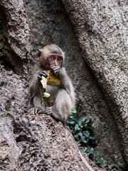 Cute baby monkey eating a banana being cautious