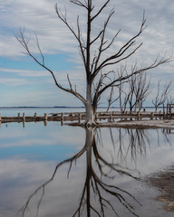 Arvores no lago Epecuen - Argentina 