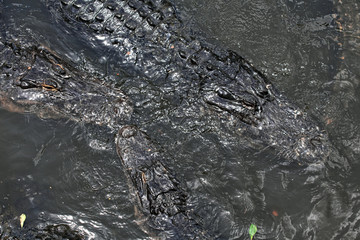 Alligators floating on water