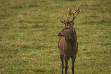 Stag red deer in field in Scotland