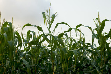 ์Nature of  beautiful green cornfield under white sky.