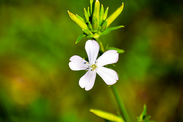 white flower