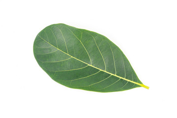 Green leaves nature on white background,Closeup