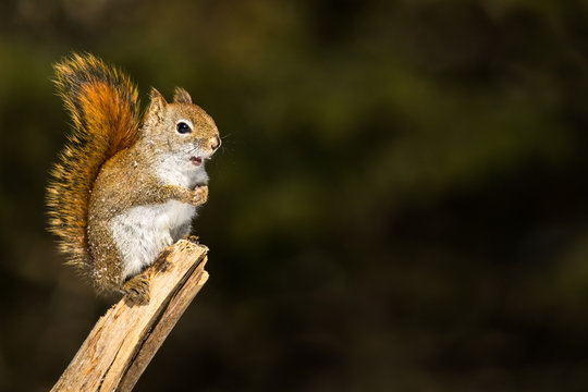 American Red Squirrel - Tamiasciurus hudsonicus, standing upright on a branch with snow flakes on it's body.  Background is bokeh of pine trees.