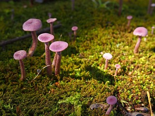 ウラムラサキの群生