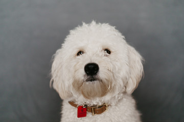Cute GoldenDoodle Puppy Getting His Picture Taken