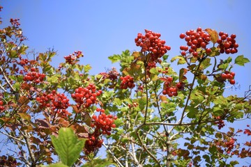 Closeup of high bush cranberries against a blue sky