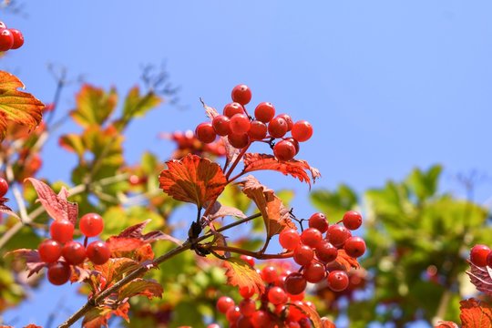 Closeup of high bush cranberries against a blue sky