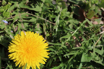 たんぽぽ　春　茨城