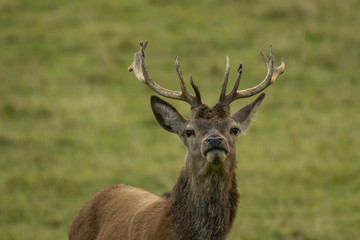 Stag red deer in field in Scotland