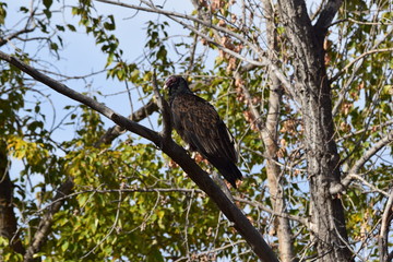 Turkey Vulture