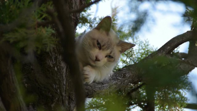 White cat sleeping on a tree