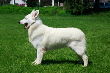 White swiss shepherd dog