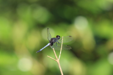 Purple And Black Dragonfly On Leaf