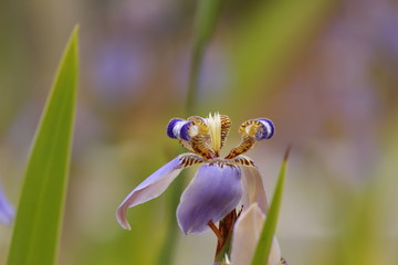 Purple And Yellow Orchid