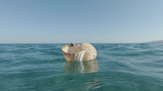 Giant Empty Tun Shell, Tonna Galea, Floating On The Calm Blue Sea Surface In Greece On A Sunny Summer Day.