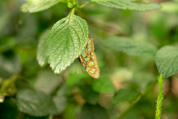 green butterfly