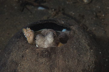 Coconut Octopus Amphioctopus marginatus