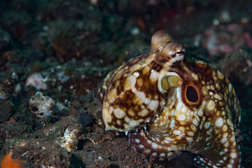 Red Ringed Octopus