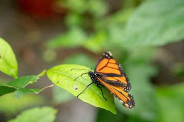 orange butterfly
