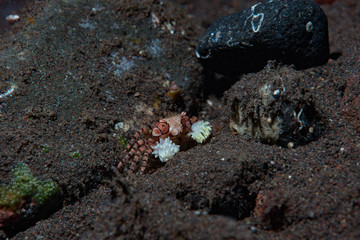 Boxer Crab Lybia tessellata