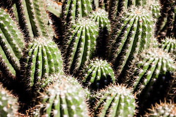 Multiple Cacti with Lots of Prickly Spines in Close Detail