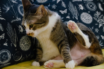 猫