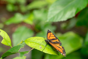 orange butterfly