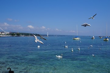 レマン湖と水鳥（スイス・ジュネーブ）