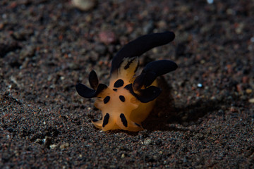 Thecacera nudibranch