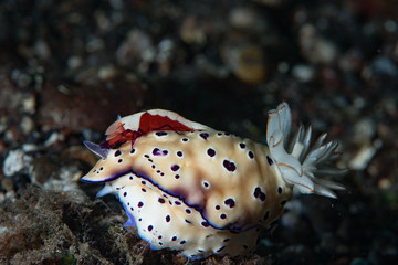Zenopontonia rex riding a nudibranch