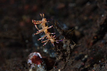 Cuthona Nudibranch