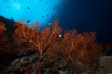 Fototapeta na wymiar Seafan Underwater Landscape Indonesia Tropical Coral Reef