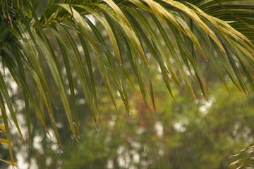 Palm leaf in heavy rain in tropical Queensland